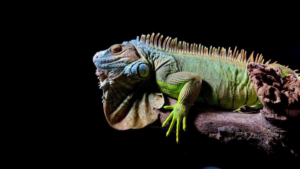 camera 48mp trên iphone 15 pro max